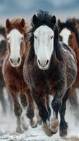 Herd of wild horses galloping through snowy field in late afternoon light near mountain range photo