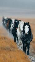 Horses walking in a line through autumn grassland during overcast weather in a rural setting photo