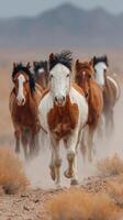 Wild horses galloping through a dusty landscape at midday in a desert region photo