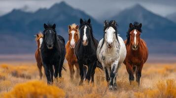 Wild horses galloping in an open field during a cloudy afternoon near rugged mountains photo