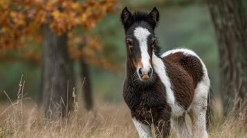 Beautiful young foal standing in the autumn grass surrounded by trees showcasing vibrant orange leaves photo