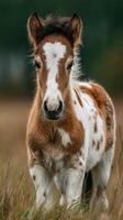 Cute pony standing in a lush green field during daylight in a tranquil rural setting with trees in the background photo