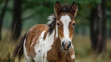Young horse stands in the rain amidst a lush forest setting and showcases its unique coat pattern while exploring its surroundings photo