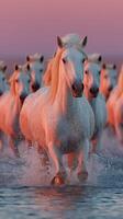 Horses running through shallow water at sunset, creating splashes and warmth in the evening sky photo