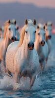 Majestic white horses running through water during sunset in natural habitat photo