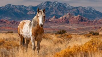 Wild horse stands gracefully in golden grassland with mountains in the background during a clear day photo