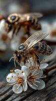 Close-up of bees collecting nectar from white blossoms in springtime garden photo