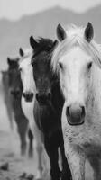 Herd of horses walking in a line on a cloudy day in black and white near mountains photo