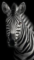 Beautiful close-up of a zebra showcasing striking black and white stripes against a dark background photo