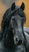 Majestic black horse photographed in natural surroundings with a striking mane during sunset photo