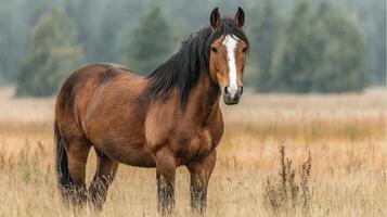 Majestic brown horse stands gracefully in a field during early morning light with soft fog in the background photo