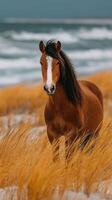 Beautiful brown horse standing amidst golden grass by the ocean under a cloudy sky photo