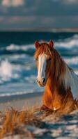 Horse resting on the beach at sunset with waves crashing in the background photo