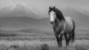 Majestic horse stands gracefully in the field with mountains in the background during cloudy weather photo