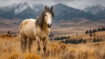 Wild horse stands in golden grasslands with mountains in the background at twilight photo