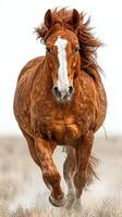 Majestic chestnut horse galloping through open fields against a clear sky in the afternoon light photo