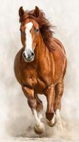 Majestic chestnut horse galloping through sandy terrain at sunset photo