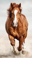 Strong chestnut horse gallops across an open field under a bright sky in the afternoon photo