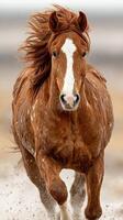 Wild horse galloping freely across a sandy landscape during a cloudy day photo