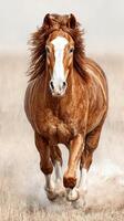 Majestic chestnut horse running freely across an open field on a sunny day in spring photo
