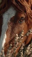 Majestic horse gazes through tall grass at sunset in a serene countryside landscape photo