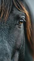 Close-up view of a black horse's expressive eye capturing its majestic beauty in soft natural light photo