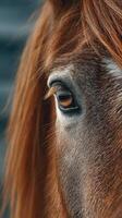 Close-up of a chestnut horse's eye highlighting its beauty and depth at a serene location during golden hour photo