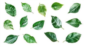 Collection of Green Leaves on White Background photo