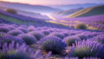 Lavender Field at Sunrise Blooming in Rows with Rolling Hills photo