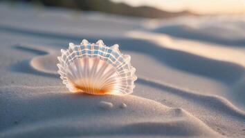 Seashell Resting on Sandy Beach at Sunset with Warm Light photo