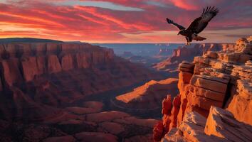 Eagle Flying Over Canyon at Sunset with Red and Orange Sky photo
