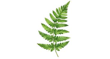 A fern leaf is shown on a white background photo