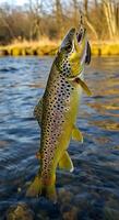 A brown trout photo