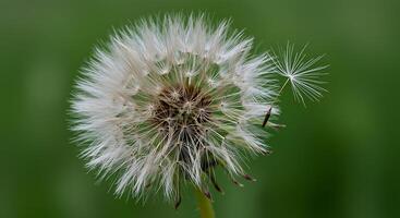 A dandelion with seeds on it photo
