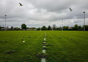 A field with grass and a few birds flying over it photo
