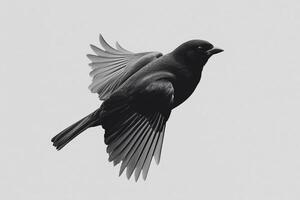 A black bird flying in the air photo