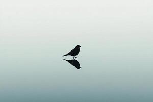 A bird standing on the water with its reflection photo