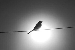 A bird is perched on a wire in front of the sun photo