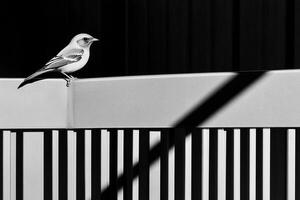 A bird perched on a fence in a black and white photo