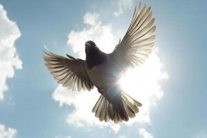 A bird flying in the sky with its wings spread photo