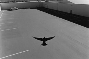 A black and white photo of a bird flying in an empty parking lot