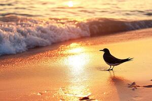 A bird standing on the beach at sunset photo