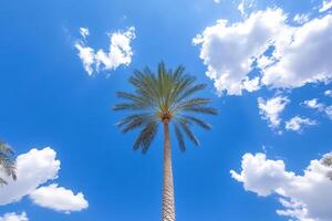 Palm tree in the desert with blue sky and clouds photo