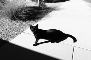 A black cat sitting on a sidewalk photo