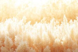 A field of grass with sunlight shining through it photo