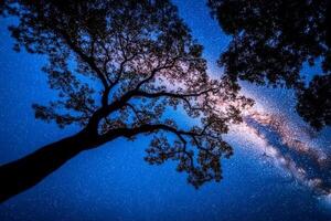 The milky way over a tree in the night sky photo
