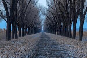 A path lined with trees and a road in the background photo