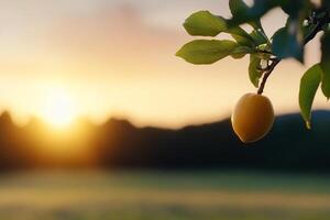 A ripe yellow fruit hanging from a tree in the sunset photo