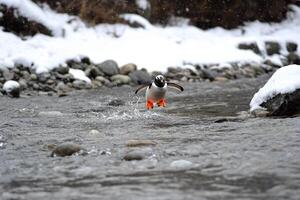 A penguin with orange feet is running across a stream photo