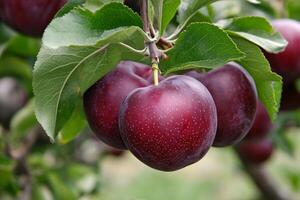Plums on the tree photo
